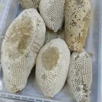 عسل طبیعی کوهی|خوردنی و آشامیدنی|تهران, تجریش|دیوار
