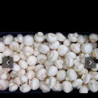 پخش قارچ قاسمی