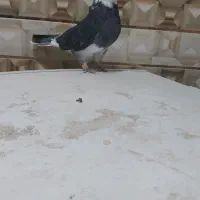 تعدادی کبوتر