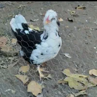 تخم مرغ|حیوانات مزرعه|قیدار, |دیوار