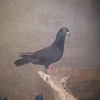 کبوترزاغ فروشی|پرنده|آشخانه, |دیوار