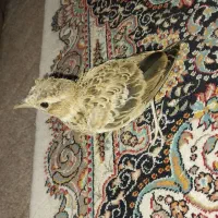 سهره خاکی