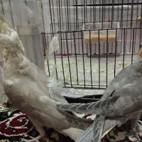 یک جفت عروس هلندی نر و ماده|پرنده|ایوان, |دیوار