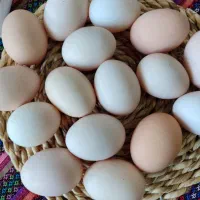 تخم مرغ محلی گلین گلپایگانی