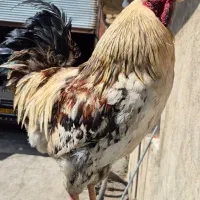 2عدد خروس نژاد دار
