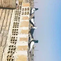 پرنده کبوتر رنگی|پرنده|کیانشهر, |دیوار