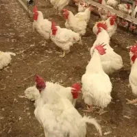 نیازمند سرمایه گذار منصف و شایسته