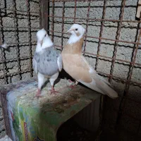 شازده زرد و  هما عتیقه