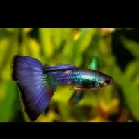 ماهی گوپی بالغ و بچه عمده