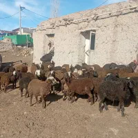 بره|حیوانات مزرعه|ضیاء آباد, |دیوار