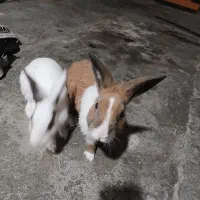 خرگوش خانگی|موش و خرگوش|ایذه, |دیوار