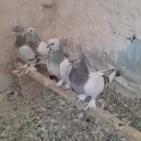 کبوتر ترکیه|پرنده|ارومیه, |دیوار