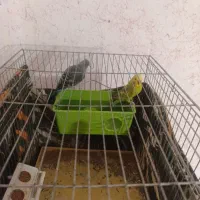 مرغ عشق تخم گذارد