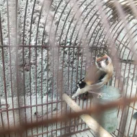 سهره ماده دورگ