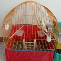 قفس عروس هلندی