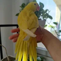 ملنگو زرد|پرنده|زرقان, |دیوار