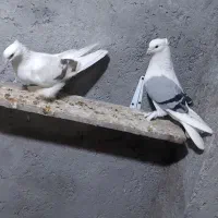 کبوتر