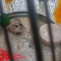 قناری، دهن زن، سهره قناری، و مرغ محلی، معاوضه|پرنده|شیراز, کوشک میدان|دیوار