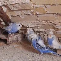 مرغ عشق مردانه ای
