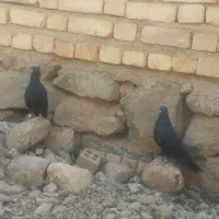 کبوتر زاغ|پرنده|سمیرم, |دیوار
