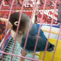 طوطی کوتوله اهلی|پرنده|تبریز, |دیوار