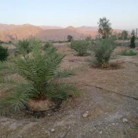 نخل|خدمات باغبانی و درختکاری|جنت, |دیوار