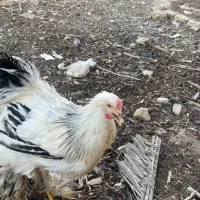 خروس برهما