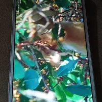 گوشی اصل ip خارج