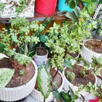 گلهای آپارتمانی|گل و گیاه طبیعی|کرمانشاه, |دیوار