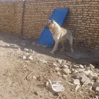 فروش سگ سرابی|سگ|تالش, هشتپر|دیوار