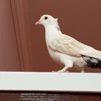 کفتر دستی  دم ستاره ای