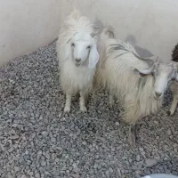 بز با دو بزغاله بزرگ و بره
