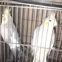 عروس هلندی نر و ماده