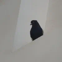 کبوتر|پرنده|جم, |دیوار