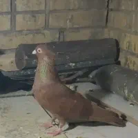 فروش پرنده|پرنده|آبادان, |دیوار