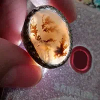 انگشتر شجر درشت