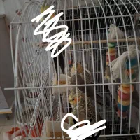 ۴تاعروس هلندی  سیامون ۶۰۰گل باقالی ۷۰۰