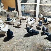 50تاکفتر پرشی بشرط یجایی دونه‌ای120|پرنده|قرچک, باقرآباد|دیوار