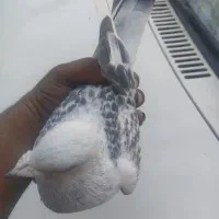 مینا شامی مگس تاختی|پرنده|زاهدان, |دیوار