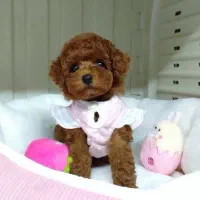 سگ توله توی پودل رد ۶۰ روز