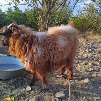 گوسفند نری  قیمت۸۳۰۰|حیوانات مزرعه|جیرفت, |دیوار