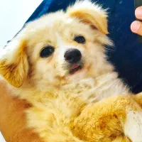 پامر پاکوتاه