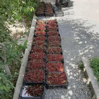 ویلا باغ|فروش خانه و ویلا|پیر بکران, |دیوار