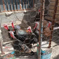فروش بوقلمون ماده
