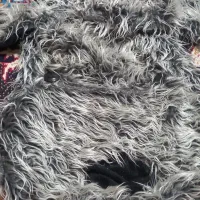 سگ پشمی زیبا|پادری|بروجرد, |دیوار