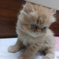 گربه پرشین رد پوینت نسکافه ای