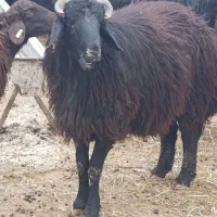 بره قوچ 1سالا 8ماهه شاخی قد بلند دولا