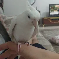 عروس هلندی آلبینو|پرنده|چهاردانگه (تهران), |دیوار