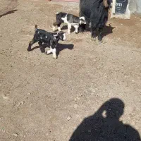 بز ترکی دوقلوزا|حیوانات مزرعه|لنجان, |دیوار