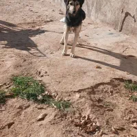 سگ نگهبان|سگ|قوچان, |دیوار